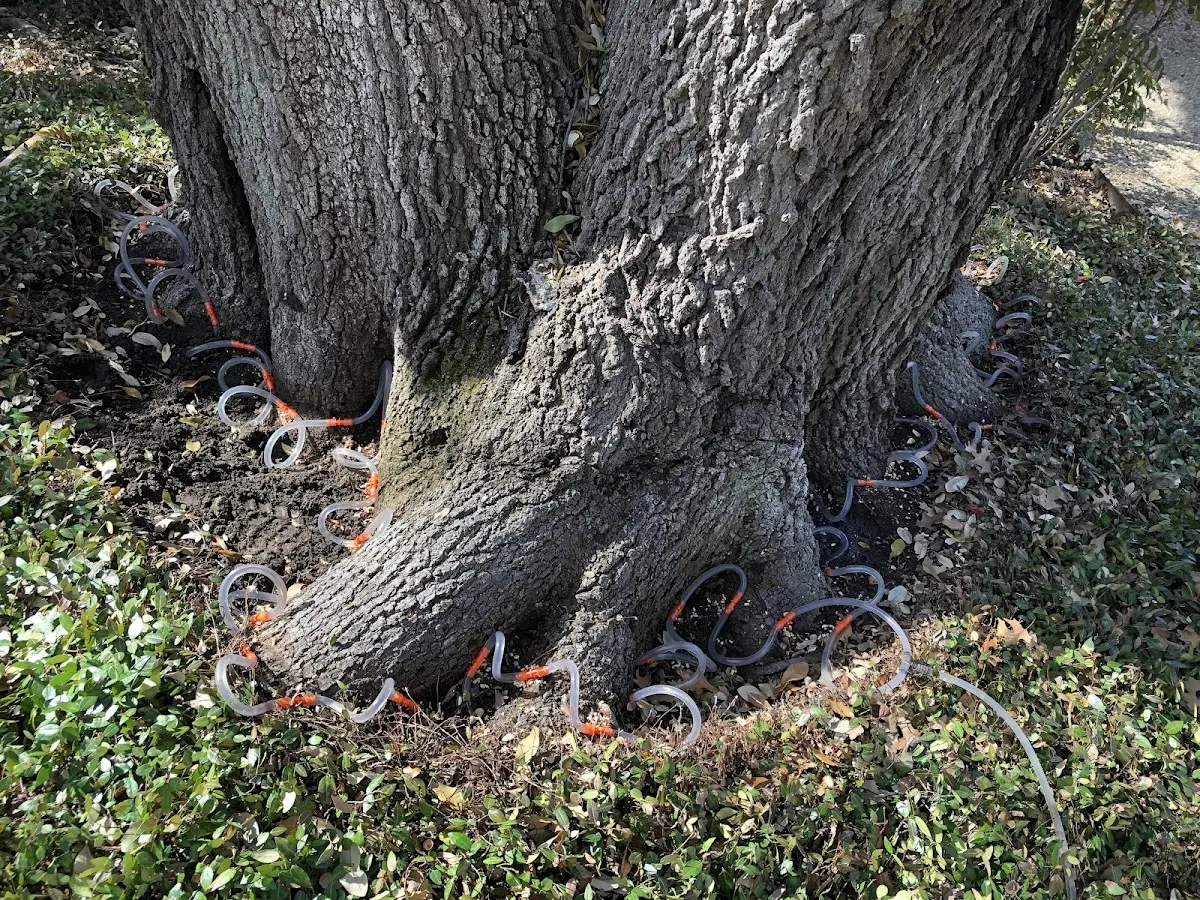 Detailed Tree Cabling and Bracing job site in Petrey