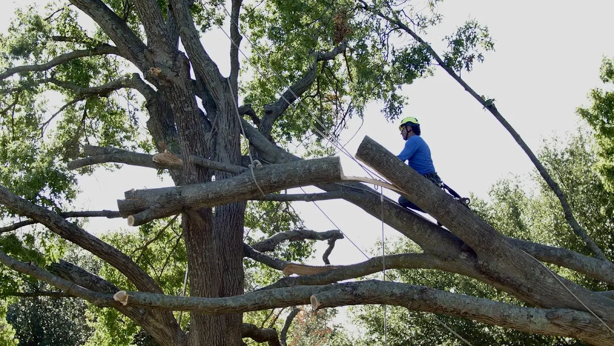 Professional Hazardous Tree Removal performed by certified arborists in Petrey